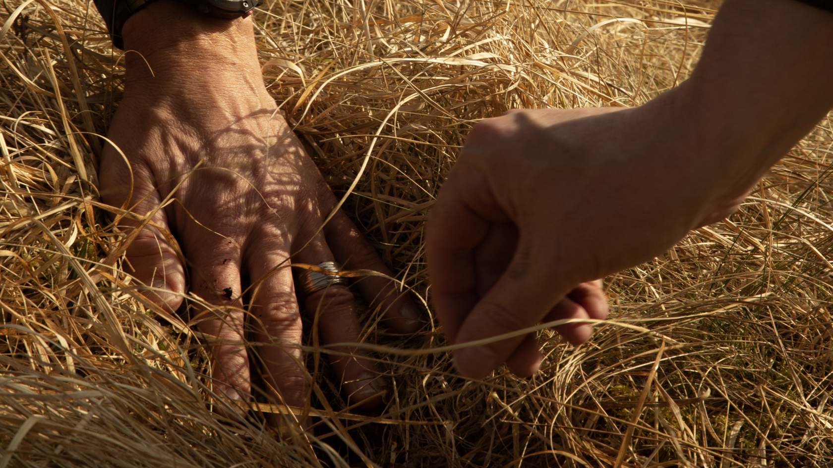 Hands in the dry grass, representing closeness to nature and mindfulness.